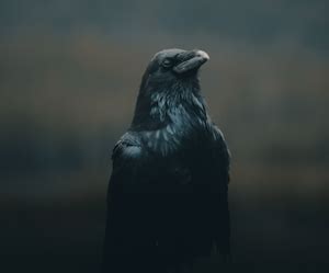 describe the Ravens speaker. Melancholy, trying to be unhappy. how would you describe the atmosphere created by the setting in The Raven? dreary, gloomy, omnious. which images in the beginning of the poem create this atmosphere? sorrow for lost lore. when does the narrator half expect to find when he opens the door?